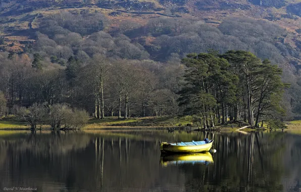Trees, lake, boat