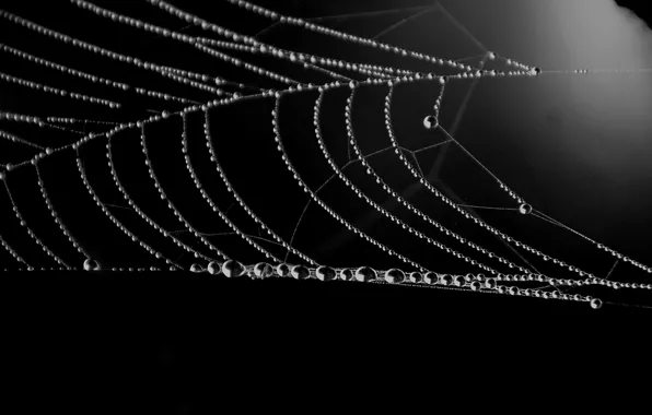 Water, drops, Rosa, moisture, web, morning, gossamer