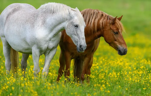 Greens, field, white, summer, look, flowers, glade, horses