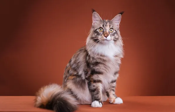 Cat, cat, look, pose, sweetheart, paws, muzzle, color