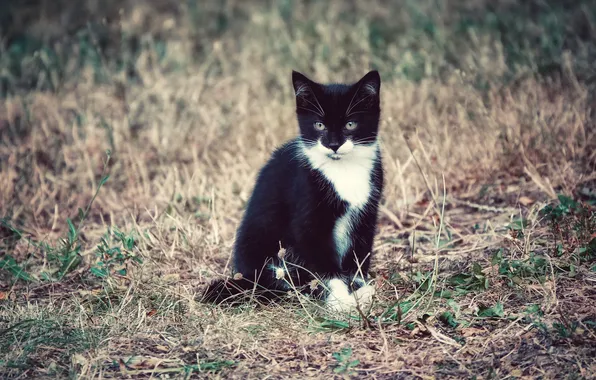 Cat, grass, look, nature, pose, kitty, black and white, glade