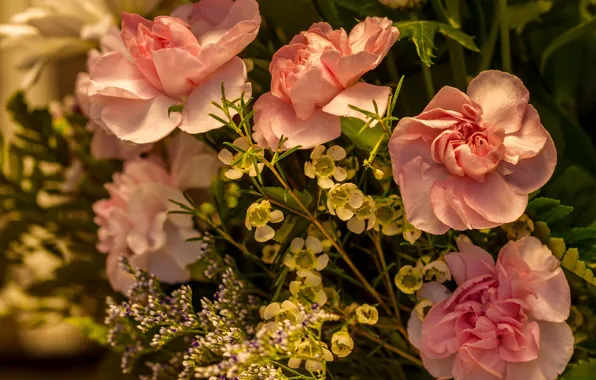 Picture flowers, roses, the bushes, bokeh