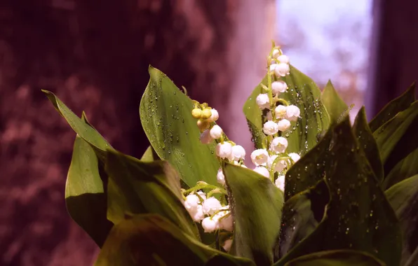Picture drops, flowers, bouquet, spring, lilies of the valley, bokeh