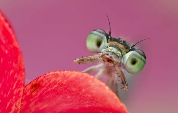 Eyes, macro, insects, nature, leaf, mantis, nature, eyes