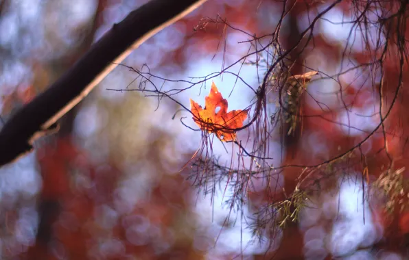 Autumn, branches, nature, blur, red, bokeh, maple, needles
