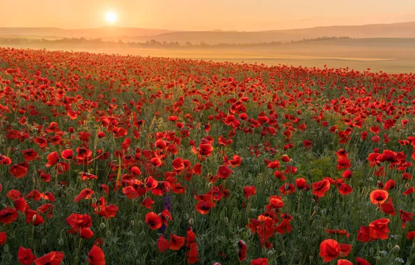 Field, flowers, Maki, poppy field