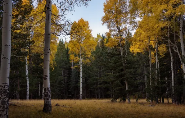Road, autumn, forest, landscape, nature, beauty, trail, birch