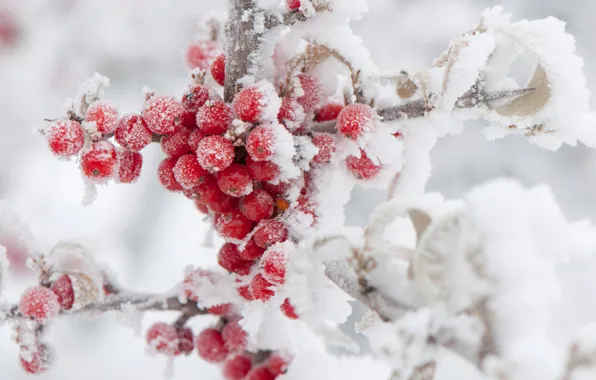Picture winter, frost, snow, berries, Rowan