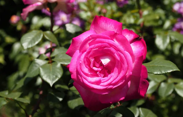 Picture leaves, flowers, background, bright, roses, garden, pink, buds