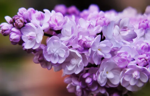 Picture macro, flowers, branches, spring, gentle, flowering, lilac, inflorescence