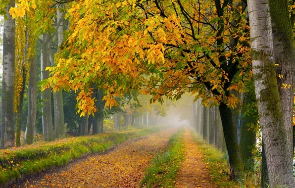 Road, autumn, trees