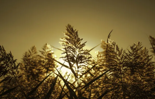 Picture autumn, light, background