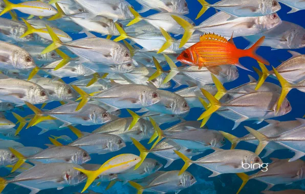 Picture sea, the ocean, color, fish, cant, longjaw squirrelfish, belize