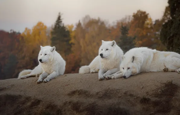 Wallpaper autumn, forest, white, nature, wolf, hill, wolves, white for ...