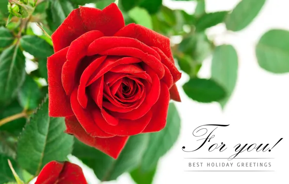 Picture flowers, background, roses