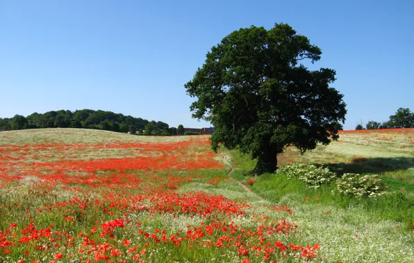 Picture field, nature, England, Maki, England in the summertime