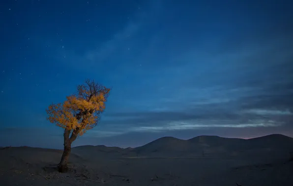 Picture autumn, trees, mountains, the evening