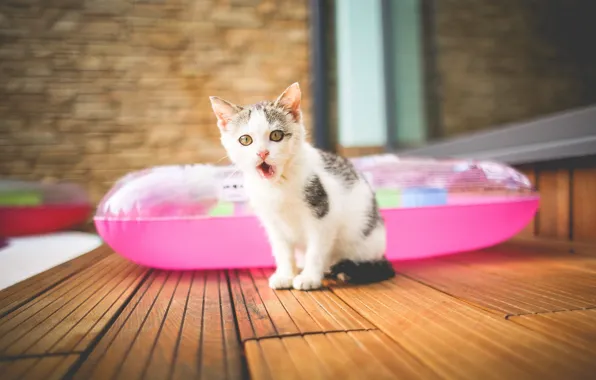 Language, cat, look, kitty, room, wall, pink, Board