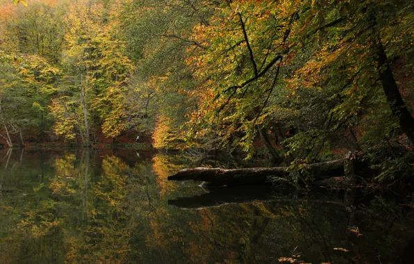 Picture autumn, forest, lake, Turkey, Bolu