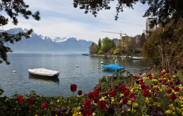 Mountains, nature, lake, photo, Switzerland, tulips, Montreux