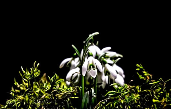 Picture flowers, rendering, moss, spring, petals, snowdrops, black background, picture