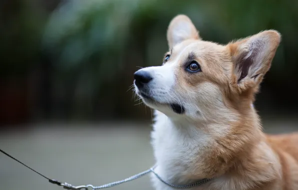 Look, dog, leash
