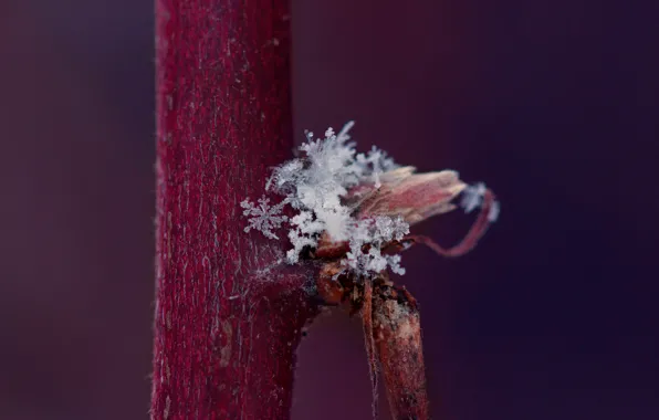 Snow, snowflakes, trunk