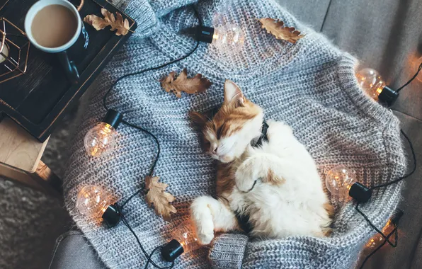 Autumn, cat, cat, leaves, pose, comfort, coffee, sleep