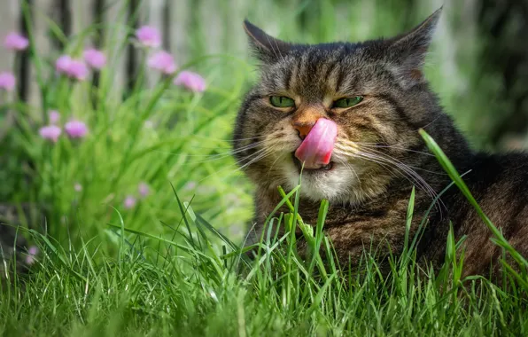Greens, language, cat, summer, grass, cat, look, face