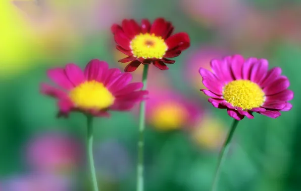 Picture nature, petals, stem, meadow