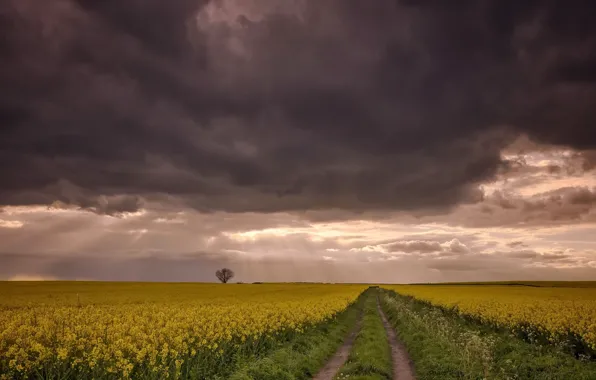 Road, field, rape