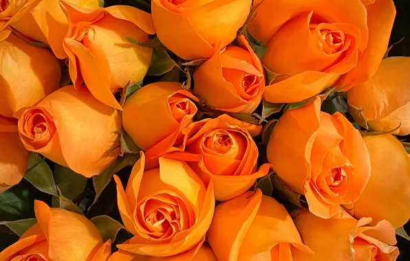 Orange, roses, bouquet, a lot