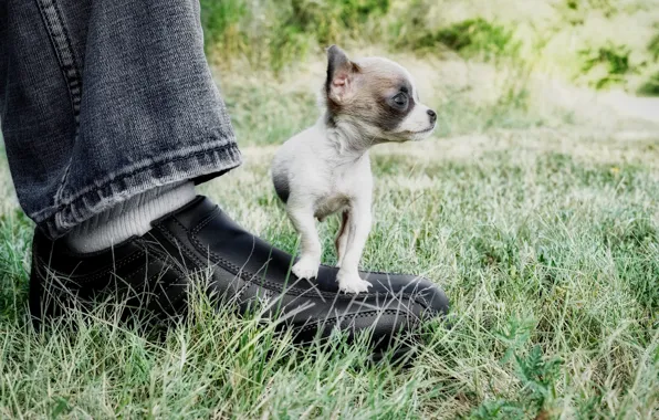 Leg, dog, little, shoes