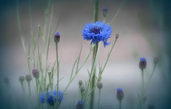 Macro, flowers, fog, plant, meadow