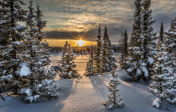 Picture winter, forest, snow, sunset