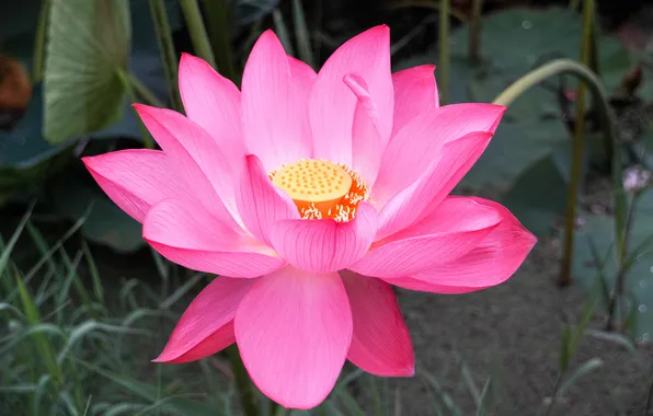 Picture flower, pink, Lotus
