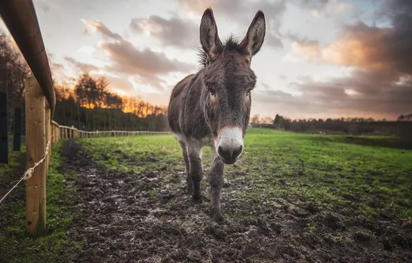 Picture background, the fence, donkey