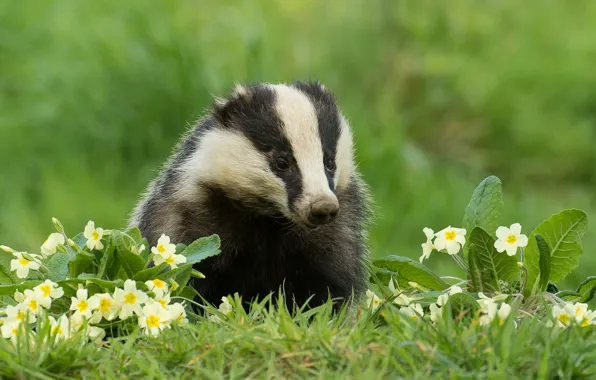 Picture grass, flowers, badger, Primula