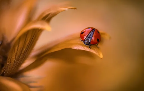 Picture flower, ladybug, petals, insect