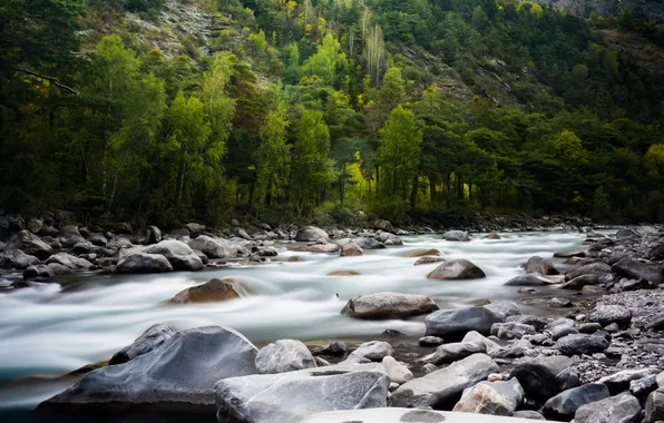 Forest, landscape, mountains, nature, stones, plants, valley, forest