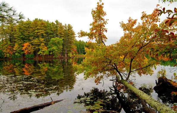 Autumn, the sky, trees, river, shore
