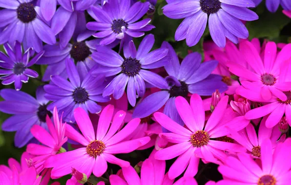 Picture macro, petals, purple, pink, Osteospermum