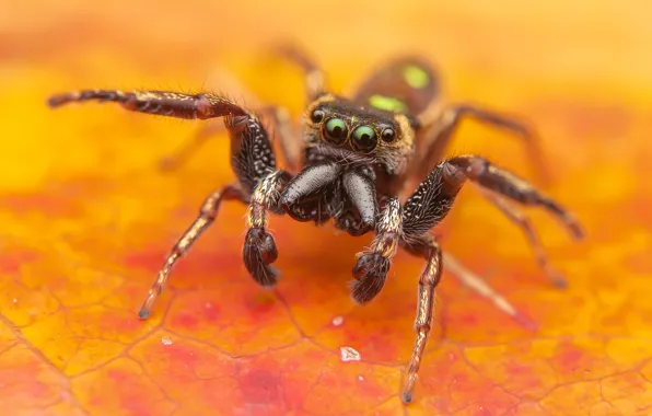 Picture macro, spider, orange background, jumping, jumper, the Hoppy