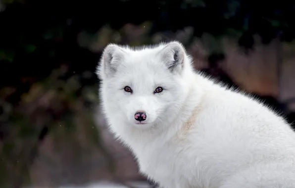 Picture white, look, face, the dark background, portrait, Fox