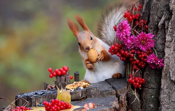 Picture flowers, nature, berries, animal, stump, protein, trunk, nuts