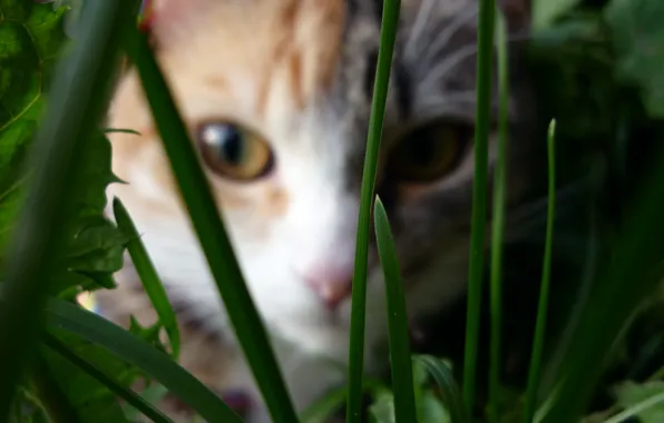 Picture cat, grass, macro, colorful