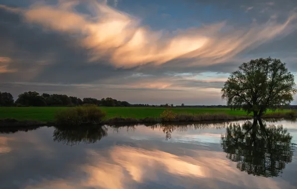 Picture reflection, river, tree