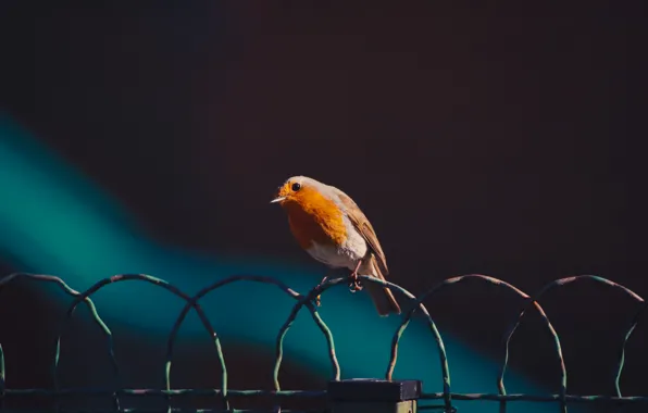 Picture background, wire, bird, Robin