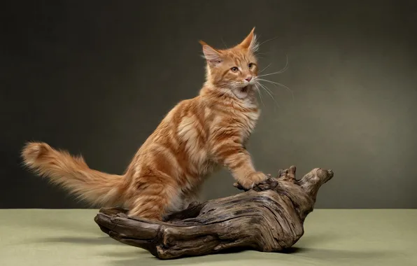 Picture cat, background, red, tail, snag, Maine Coon, Svetlana Pisareva
