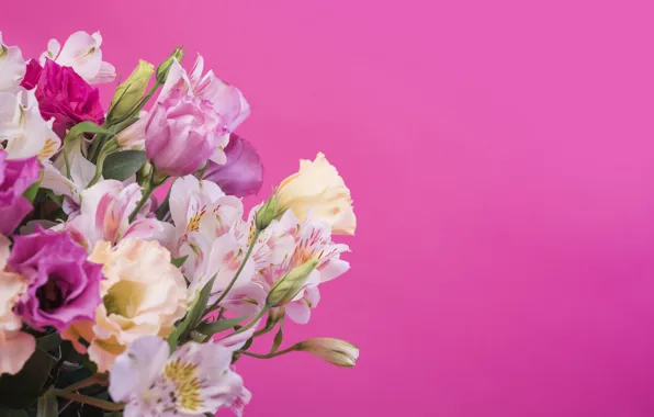 Flowers, background, pink, Lily, pink, flowers, lily